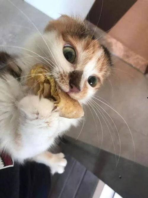 娱乐吃瓜酱三花猫,娱乐吃瓜酱的趣味生活揭秘