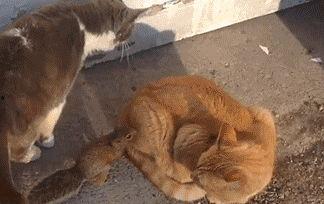 野孩子搞笑照片,笑翻你的镜头捕捉